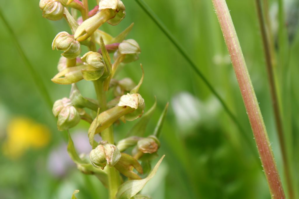 Coeloglossum viride